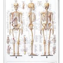 人体解剖学チャート 骨格 - ニットクSHOP