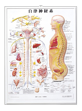 人体解剖学チャート 自律神経系 ニットクshop