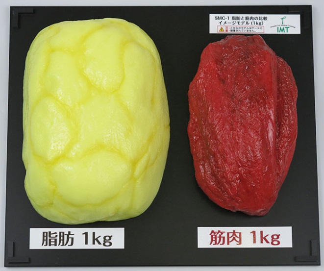 脂肪・筋肉模型 大きさ比較セット 1kg - ニットクSHOP